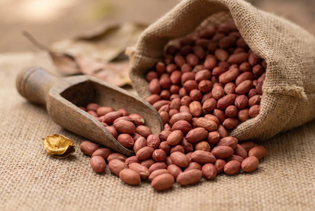 Groundnuts (peanuts) spilling from an open jute sack onto jute cloth