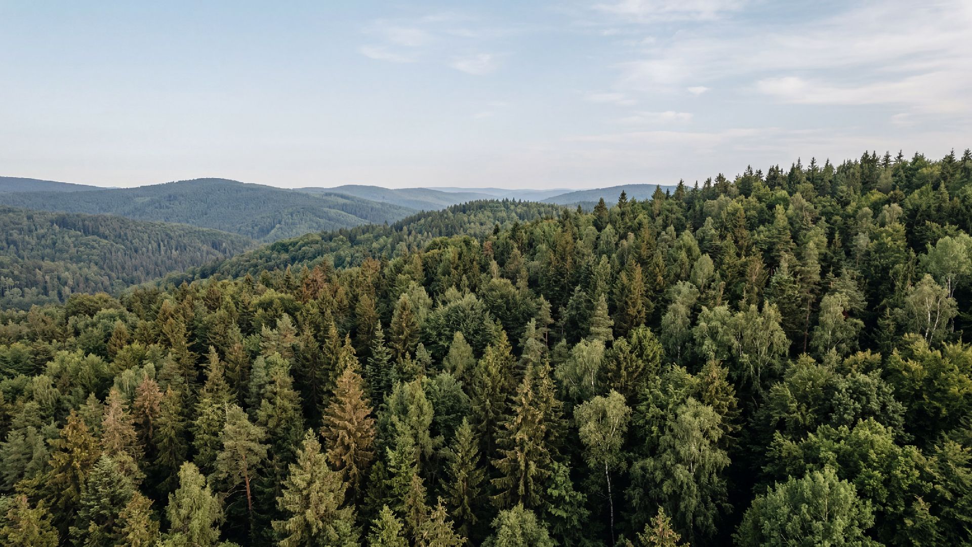 Forestry Analysis