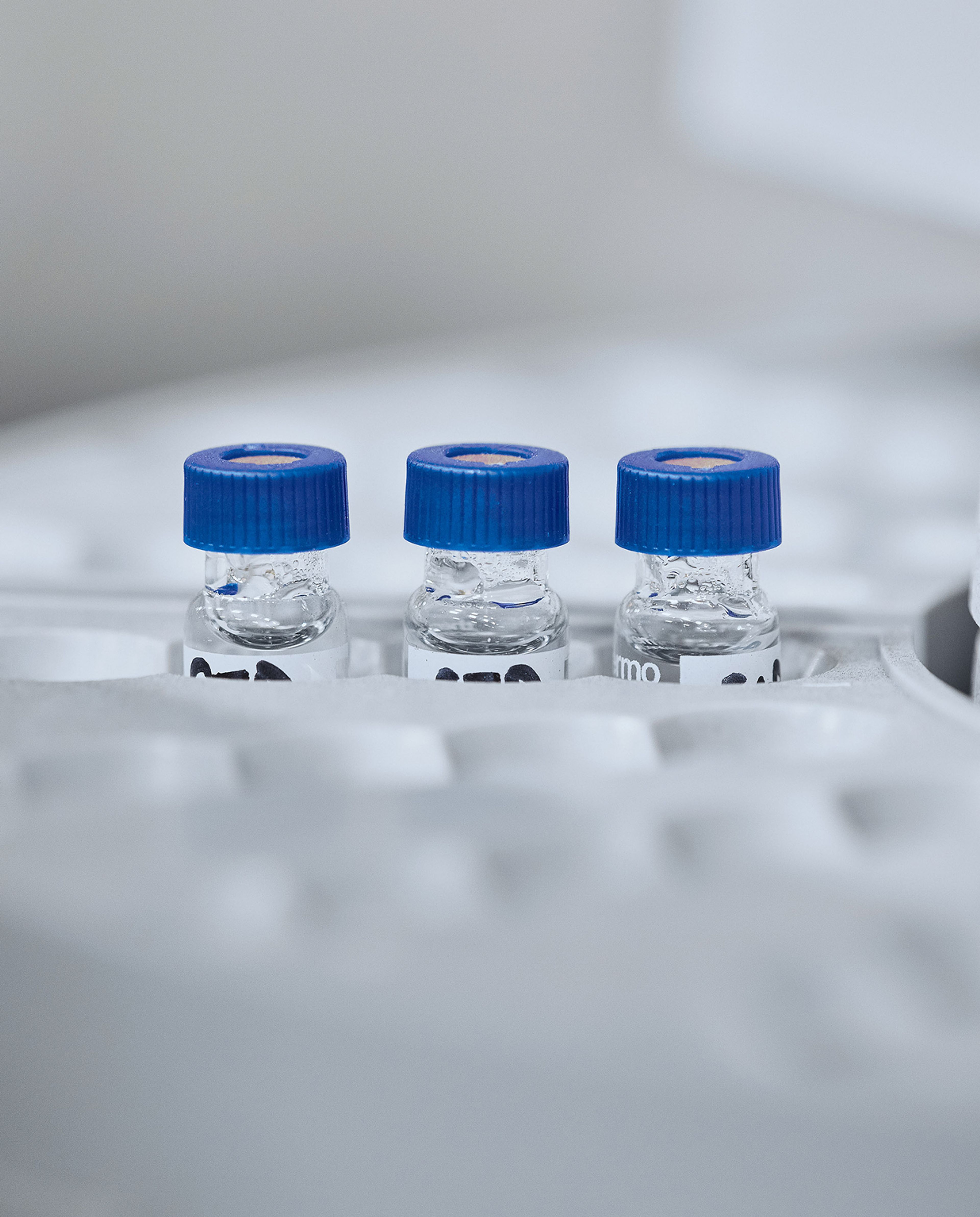 Three lab vials of liquid with blue caps in a white rack