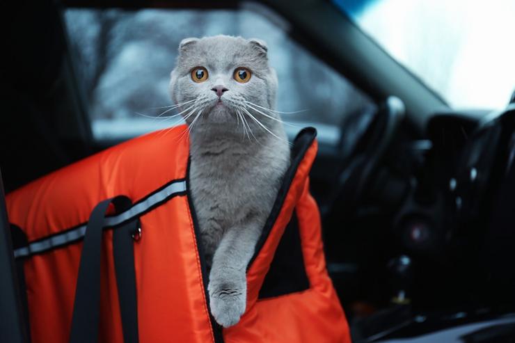 How to Take Care of Your Spayed/Neutered Cat?