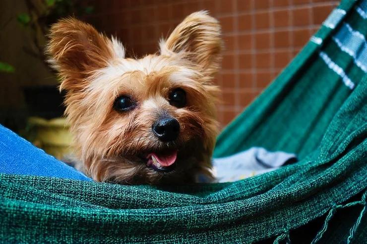 Why Should You Spay/Neuter Your Pet?