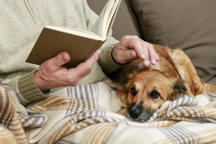 How to Take Care of Your Spayed/Neutered Dog?