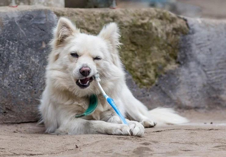 The Danger of Poor Pet Dental Hygiene
