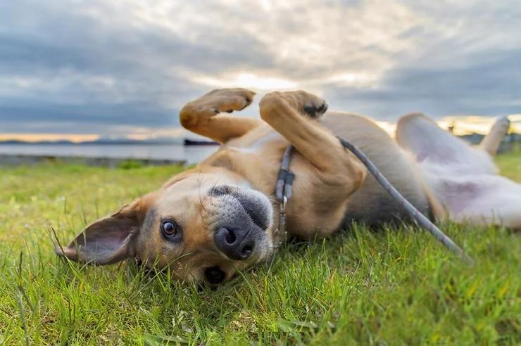 How to Travel with Your Pet during Tick and Flea Season