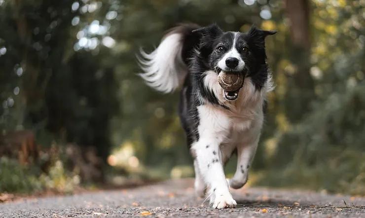 What Is the Importance of Pet Vaccination and Deworming?