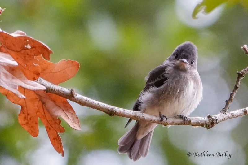 Western Wood-Pewee at Scatter Creek Wildlife Area