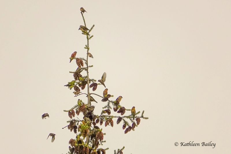 Red Crossbill at Scatter Creek Wildlife Area
