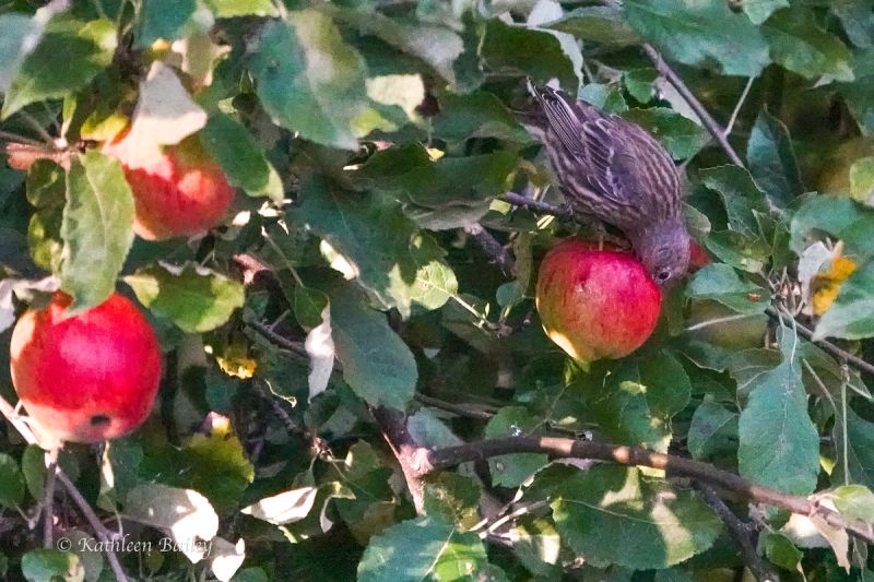 House Finch