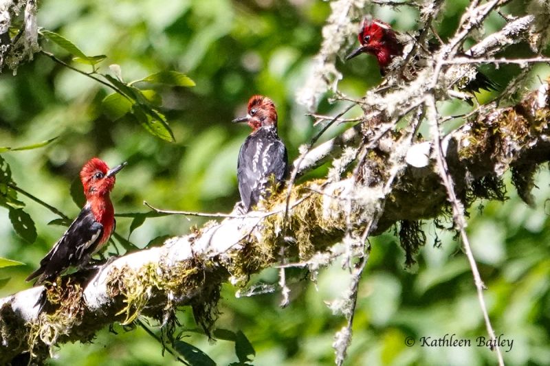 Woodpeckers gallery