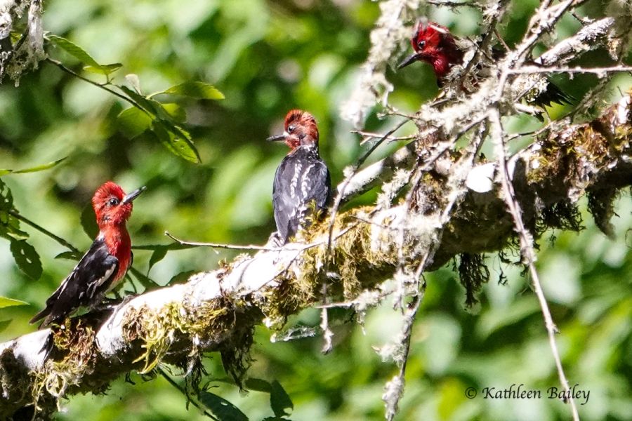 Woodpeckers gallery