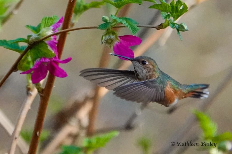 Rufous Hummingbird at Nisqually NWR