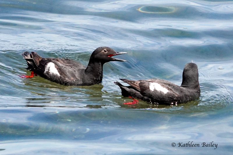 Pigeon Guillemot at Beachcrest
