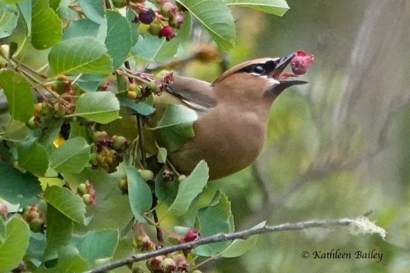 Cedar Waxwing at Black Lake Meadows