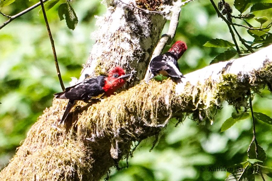 Red-breasted Sapsucker at Nisqually NWR