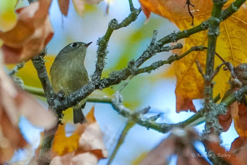 Ruby-crowned Kinglet