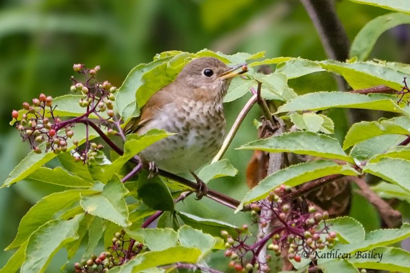Swainson's Thrush at Nisqually NWR