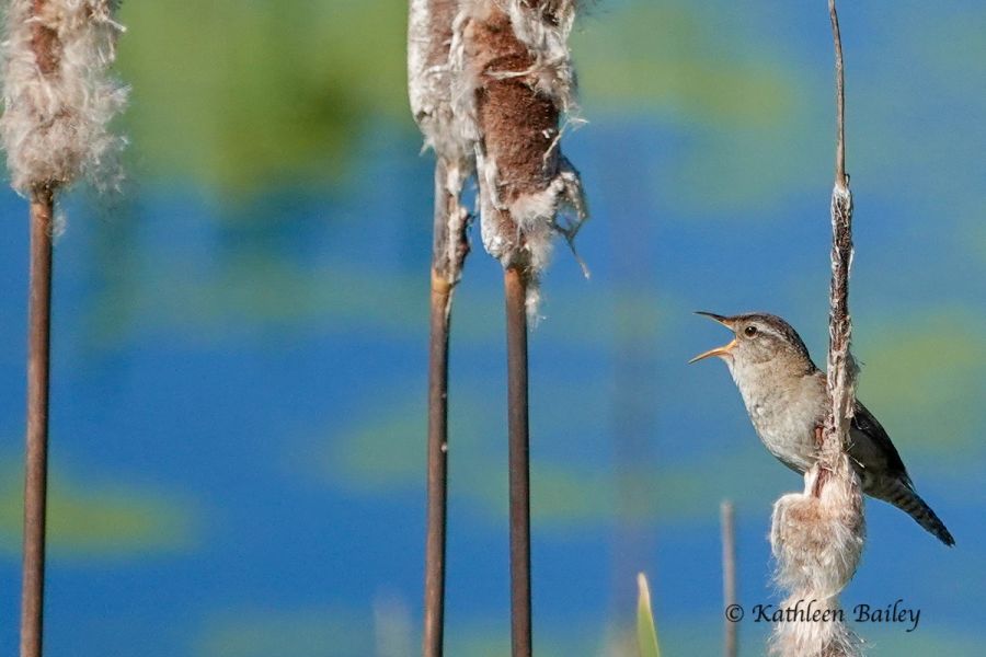 Marsh Wren