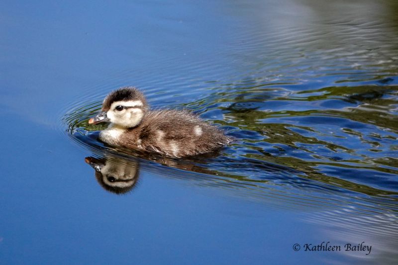 Wood Duck at McLane Creek
