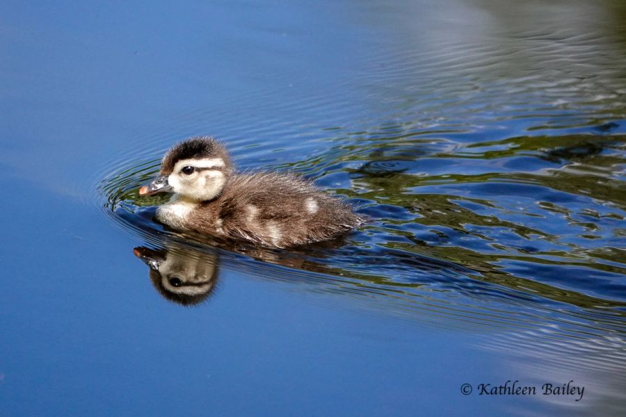 Wood Duck at McLane Creek