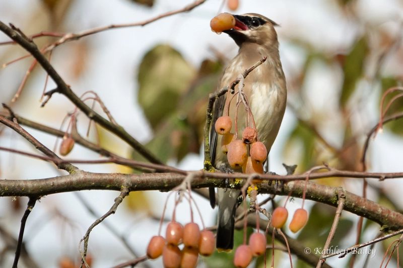 Cedar Waxwing at Nisqually NWR