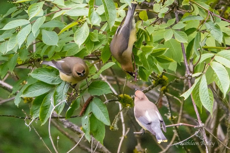 Cedar Waxwing at Nisqually NWR