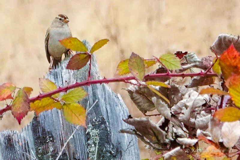 White-crowned Sparrow at Scatter Creek Wildlife Area