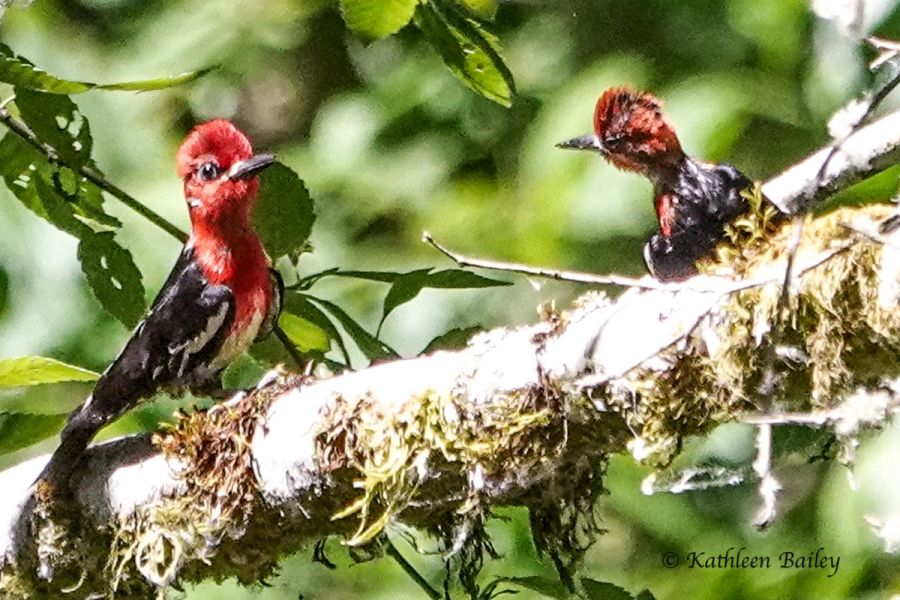 Red-breasted Sapsucker at Nisqually NWR