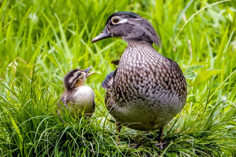 Wood Duck at McLane Creek