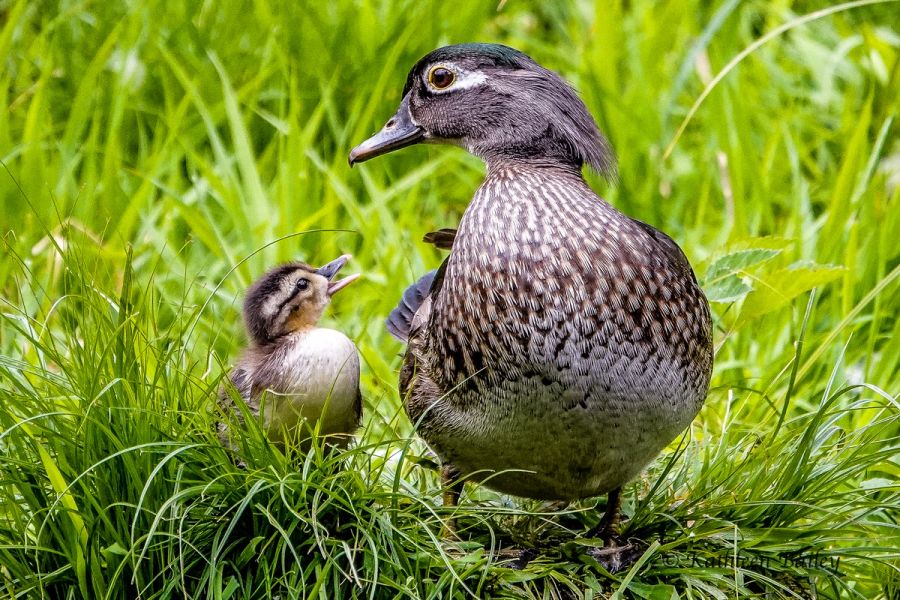 Wood Duck at McLane Creek