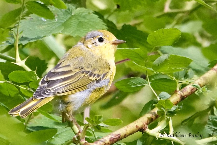 Northern Yellow Warbler at Nisqually NWR