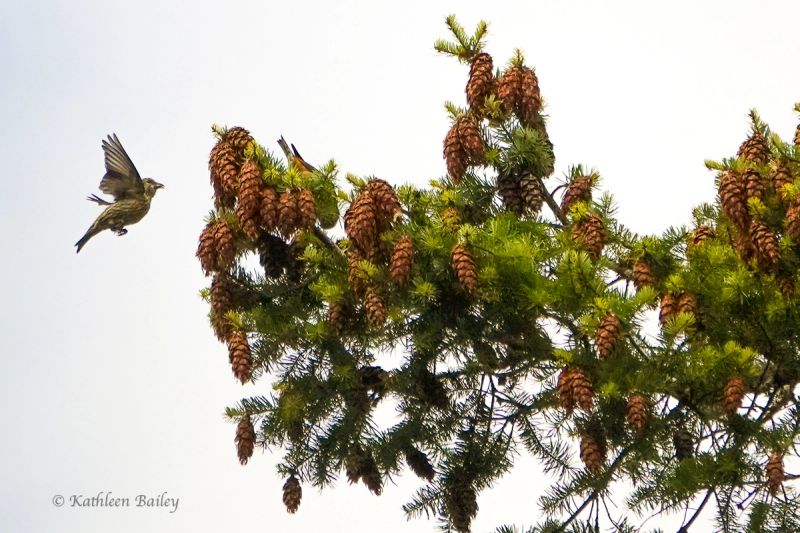 Red Crossbill at Mitchell Bay, San Juan Island