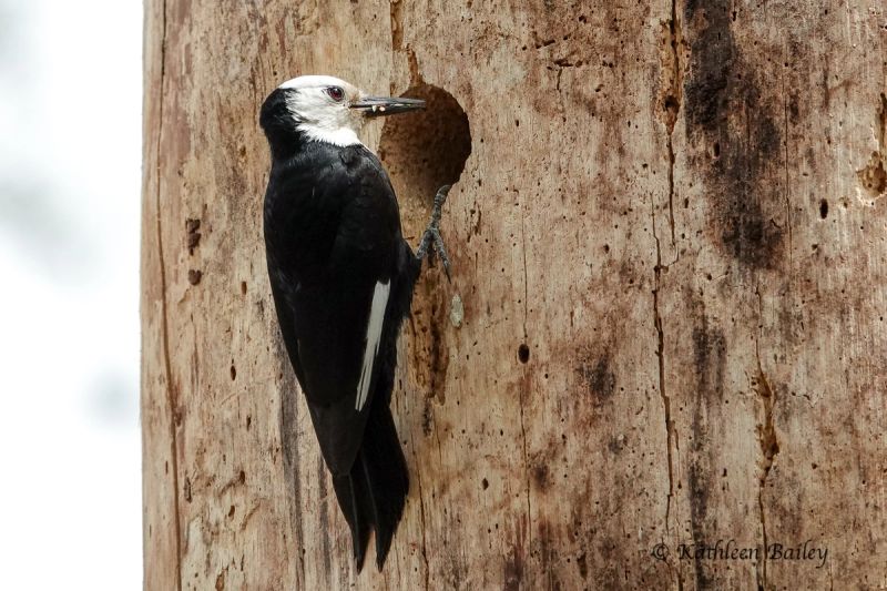White-headed Woodpecker