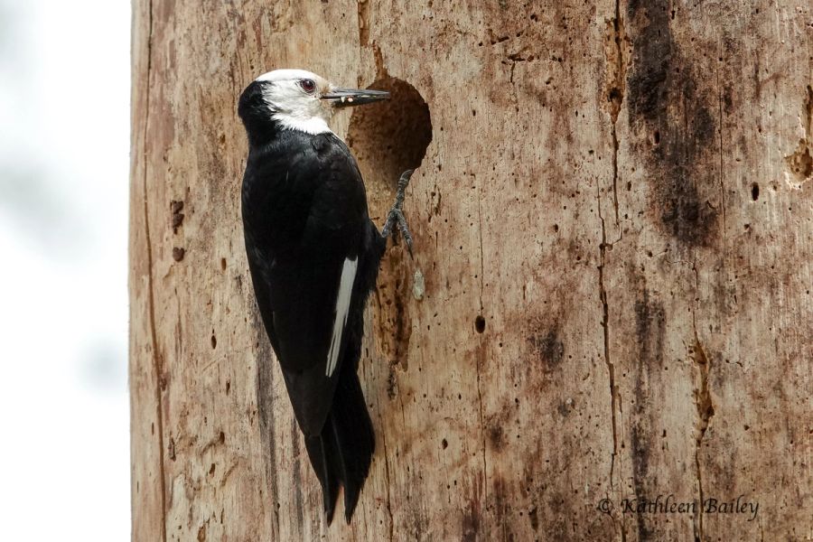 White-headed Woodpecker at Leavenworth, Washington
