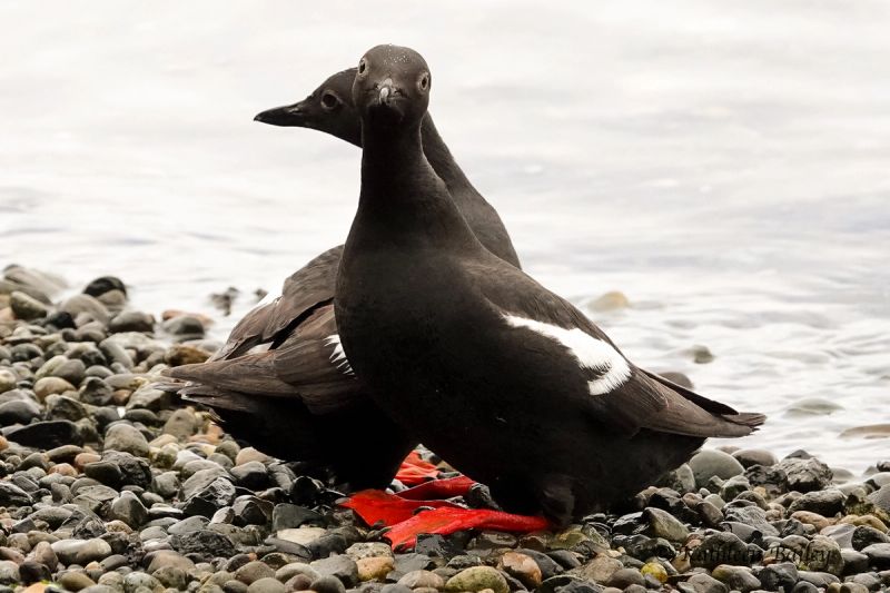 Pigeon Guillemot at Beachcrest