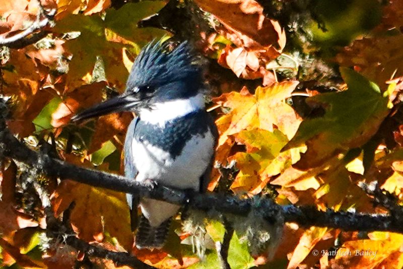 Belted Kingfisher at Nisqually NWR