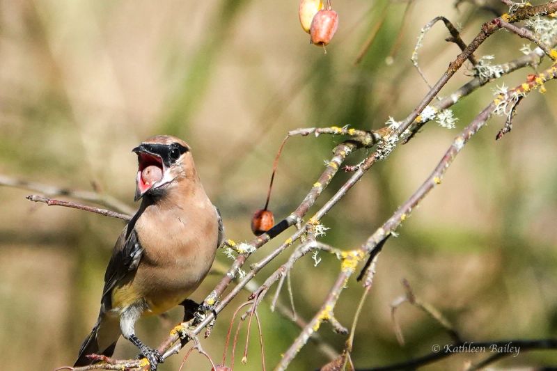 Cedar Waxwing at Nisqually NWR