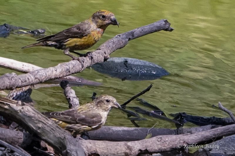 Red Crossbill at Scatter Creek Wildlife Area