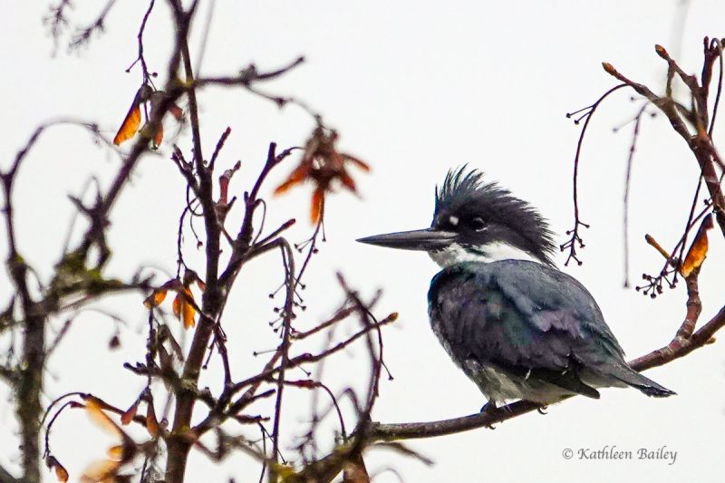 Coraciiformes gallery