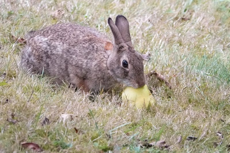 Rabbits gallery