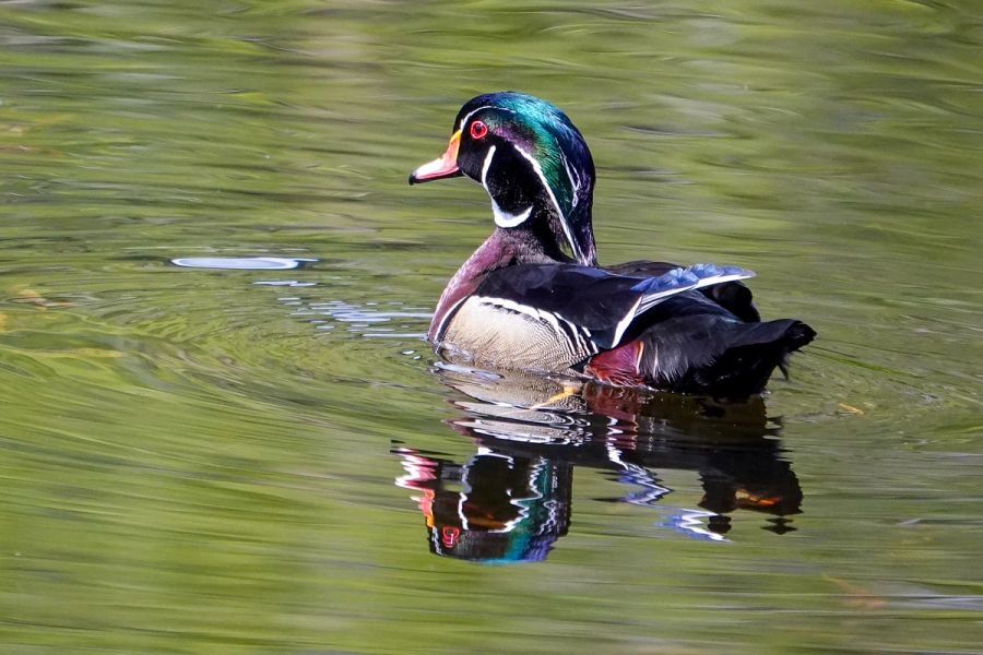 Wood Duck at McLane Creek