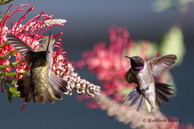 Black-chinned Hummingbird at U.C. Davis University