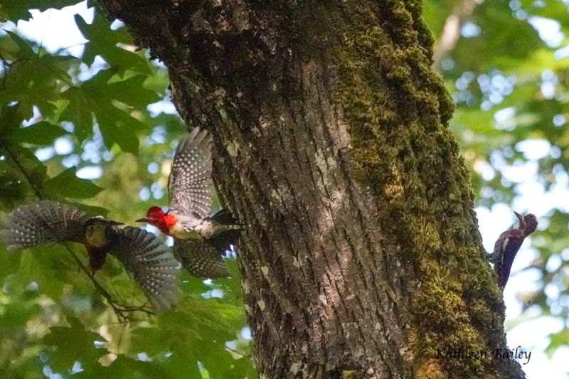 Red-breasted Sapsucker at Nisqually NWR