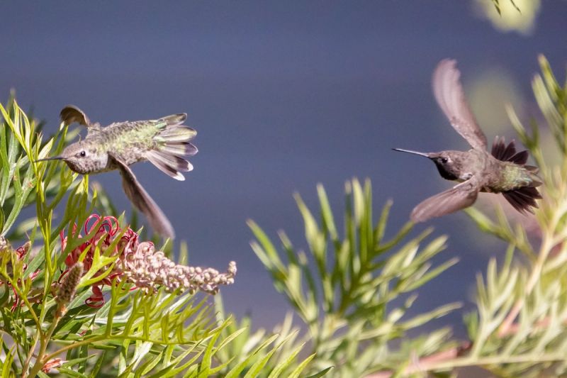 Black-chinned Hummingbird at U.C. Davis University