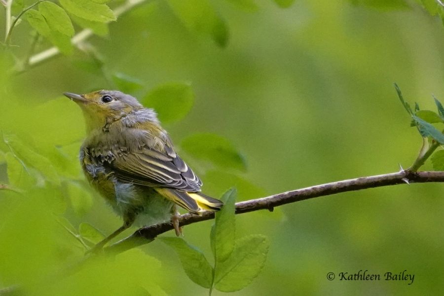 Northern Yellow Warbler at Nisqually NWR