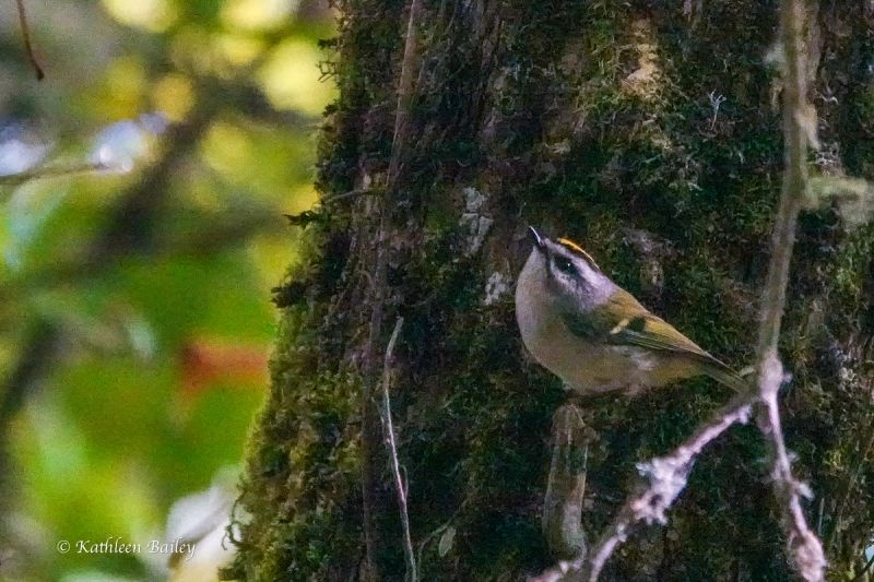 Golden-crowned Kinglet at Nisqually NWR
