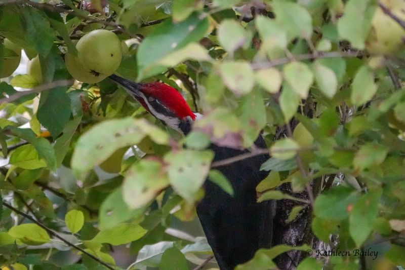 Pileated Woodpecker at Beachcrest