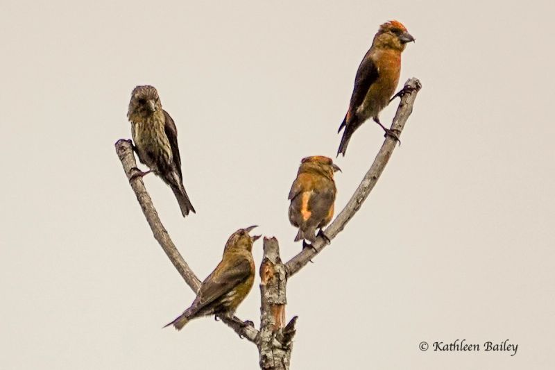 Red Crossbill at Scatter Creek Wildlife Area