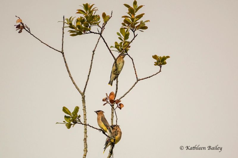 Cedar Waxwing at Beachcrest