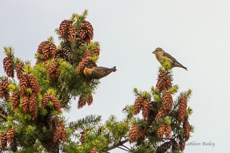 Red Crossbill at Mitchell Bay, San Juan Island