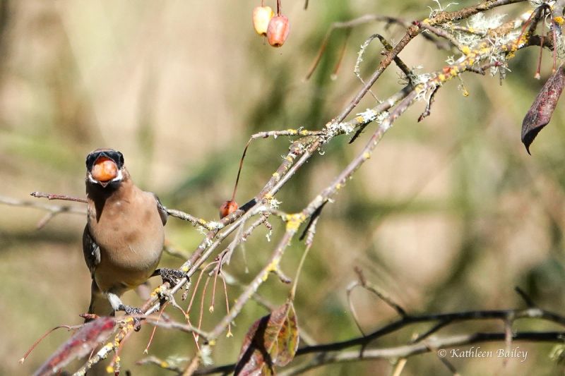 Cedar Waxwing at Nisqually NWR